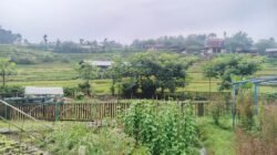 Tak Sekadar Bertani, Kampung Organik Brenjonk Hasilkan Produk Pertanian Bernilai Tinggi
