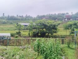 Tak Sekadar Bertani, Kampung Organik Brenjonk Hasilkan Produk Pertanian Bernilai Tinggi