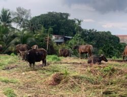 11 Hari Menuju Iduladha, DPRD Balikpapan Minta Lapak Kurban Tak Berdiri Sembarangan