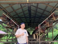 Hasilkan Hingga 1800 Butir Telur per Hari, Ponpes Al-Banjari Sukses Budidayakan Ayam Petelur