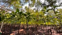 12 Ribu Mangrove Ditanam di Lamaru, Tantangannya Bukan Lagi Menanam