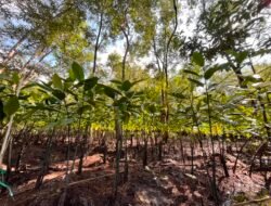12 Ribu Mangrove Ditanam di Lamaru, Tantangannya Bukan Lagi Menanam