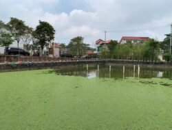 Azolla Menutup Permukaan Kolam di Perumahan Balikpapan, Tanaman Kecil dengan Banyak Manfaat